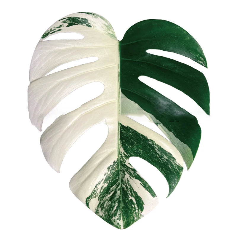 Plant Socket Folding Phone Grip Tok Leaf Acrylic Phone Holder For iPhone Universal Smartphone Griptok Bracket Finger Stand