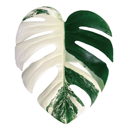 Plant Socket Folding Phone Grip Tok Leaf Acrylic Phone Holder For iPhone Universal Smartphone Griptok Bracket Finger Stand